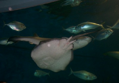 picture of melbourne aquarium