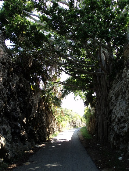 Dark Pathway in Bermuda Leading into Light