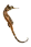 sea horse