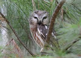 picture of sawwhet owl